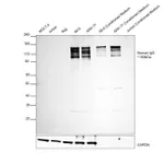 Thermo Fisher Scientific Goat anti-Human IgG (H+L) Cross-Adsorbed Secondary Antibody, HRP