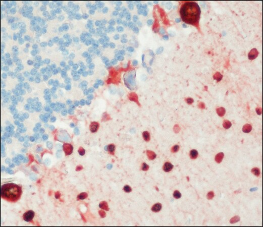 Merck Anti-Parvalbumin antibody, Mouse monoclonal