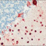 Merck Anti-Parvalbumin antibody, Mouse monoclonal