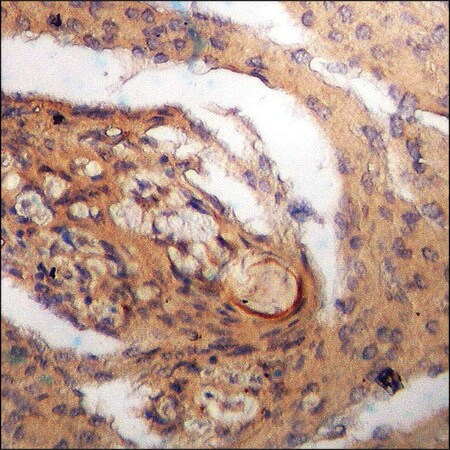 Merck Anti-phospho-Bax (pSer184) antibody produced in rabbit
