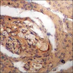 Merck Anti-phospho-Bax (pSer184) antibody produced in rabbit