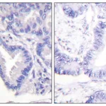 Merck Anti-CASP7 (Cleaved-Asp198) antibody produced in rabbit