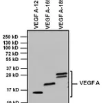 Thermo Fisher Scientific Goat anti-Rabbit IgG (H+L) Secondary Antibody, HRP