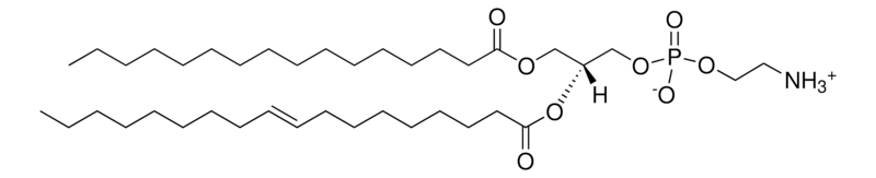 Merck E. coli PE