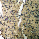 Merck Anti-phospho-CaMK1-alpha (pThr177) antibody produced in rabbit