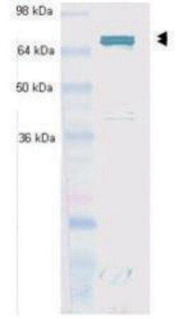 Merck Monoclonal Anti-Hsc70 (Hsp73) antibody produced in mouse