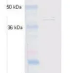 Merck Monoclonal Anti-Hsc70 (Hsp73) antibody produced in mouse