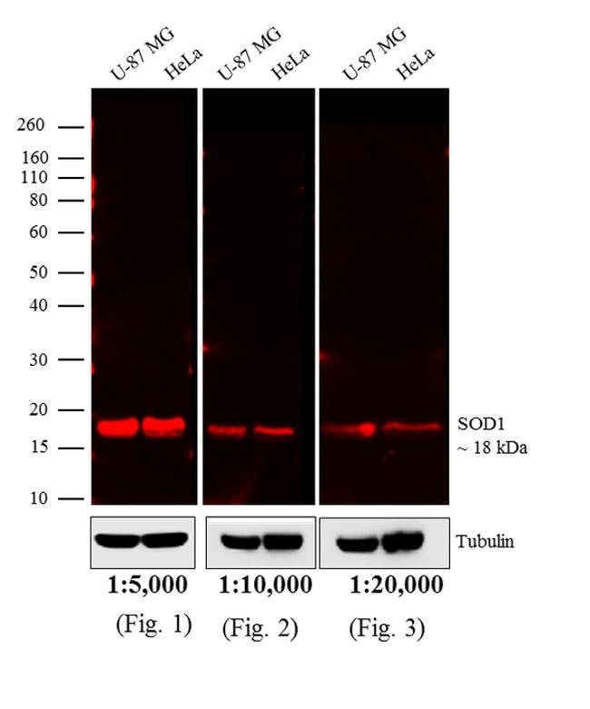 Thermo Fisher Scientific Goat anti-Mouse IgG (H+L) Cross-Adsorbed Secondary Antibody, DyLight 680