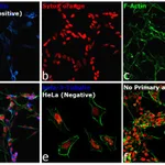 Thermo Fisher Scientific Goat anti-Mouse IgG2a Cross-Adsorbed Secondary Antibody, Alexa Fluor 350