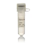 Thermo Fisher Scientific Lambda DNA (dam–, dcm–)