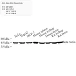 Servicebio Anti -beta Actin Mouse mAb