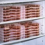 Merck Scienceware petri dish incubation tray