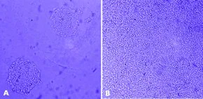 Merck MaxGel ECM