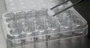 Merck Cellusponge-Galactose