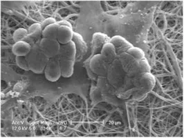 Merck Nanofiber multiwell plate inserts, with random oriented nanofibers