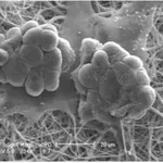Merck Nanofiber multiwell plate inserts, with random oriented nanofibers