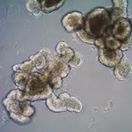 Merck 3dGRO Organoid Dissociation Reagent