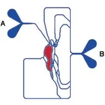 Merck SynVivo Transepithelial/endothelial Electrical Resistance configuration SynBBB blood brain barrier model chip