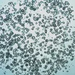 Merck 3dGRO Colon Intestinal Organoids, Age 46 (14-881-CR)