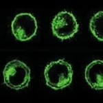 Merck PKH67 Green Fluorescent Cell Linker Kit for General Cell Membrane Labeling