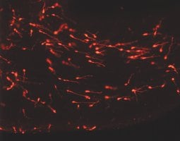 Merck PKH26 Red Fluorescent Cell Linker Kit for General Cell Membrane Labeling