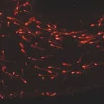 Merck PKH26 Red Fluorescent Cell Linker Kit for General Cell Membrane Labeling