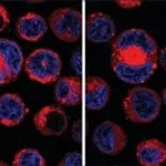 Merck CellVue Claret Far Red Fluorescent Cell Linker Mini Kit for General Membrane Labeling