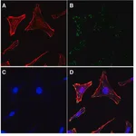Merck Actin Cytoskeleton / Focal Adhesion Staining Kit