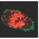 Merck LookOut Mycoplasma qPCR Detection Kit