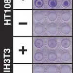 Merck QCM ECMatrix Cell Invasion Assay, 24-well (8 µm), colorimetric