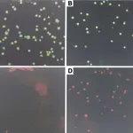 Merck Annexin V-Cy3 Apoptosis Detection Kit