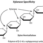 Merck Driselase Basidiomycetes sp.