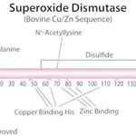 Merck Superoxide Dismutase from bovine erythrocytes