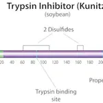 Merck Trypsin inhibitor from Glycine max (soybean)