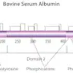 Merck Bovine Serum Albumin solution
