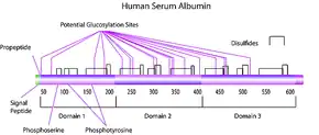 Merck Albumin human