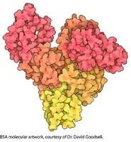 Merck Bovine Serum Albumin