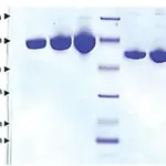Merck Albumin from human plasma