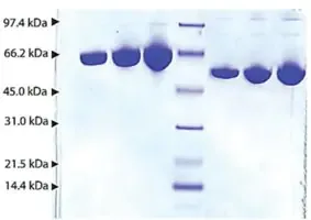 Merck Albumin from human plasma