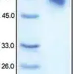 Merck Transferrin human