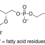 Merck L-α-Phosphatidylcholine