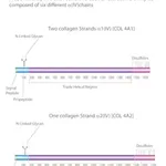 Merck Collagen from human placenta