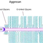 Merck Aggrecan from bovine articular cartilage