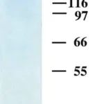 Merck Human Tenascin-C Purified Protein