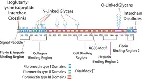 Merck Fibronectin human foreskin fibroblasts