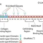Merck Fibronectin human foreskin fibroblasts