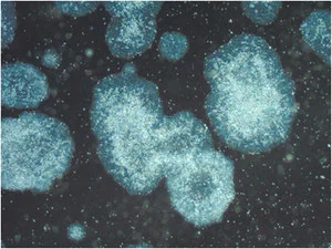 Merck PluriSTEM-XF Recombinant Vitronectin