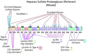 Merck Heparan sulfate proteoglycan