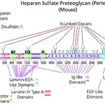 Merck Heparan sulfate proteoglycan