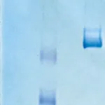 Merck Vitronectin, Human Purified Protein